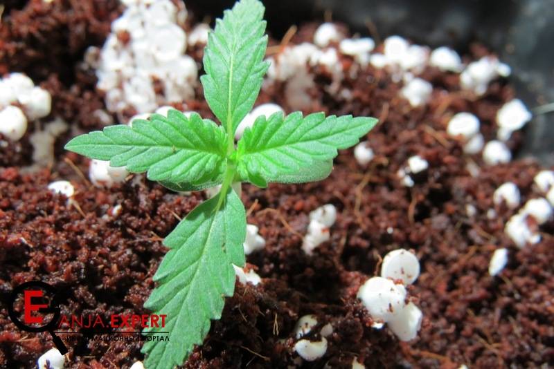 Субстрат готов, теперь приступайте к пересадке в него растений марихуаны