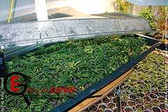 Укрытие для конопли