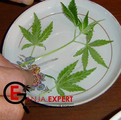 Отрежьте кусок стебля конопли под углом 45 градусов, чтобы от среза к ближайшему междоузлию осталось около 5 мм