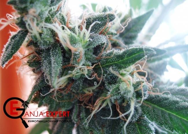 Как можно регенерировать растение конопли после сбора урожаев?