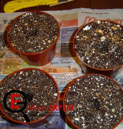 Пересадка клонов в грунт или иной субстрат