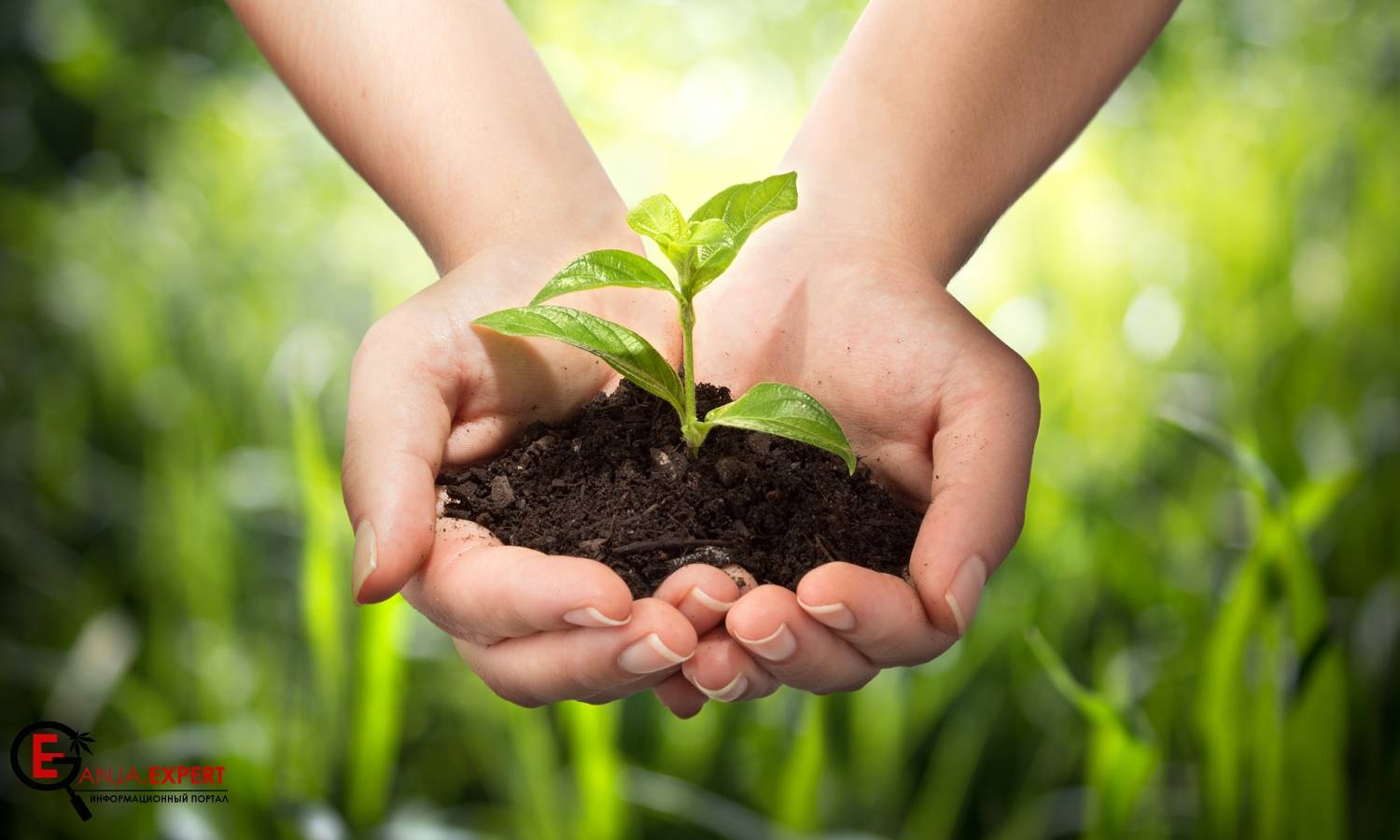 Органика для культивации конопляных растений