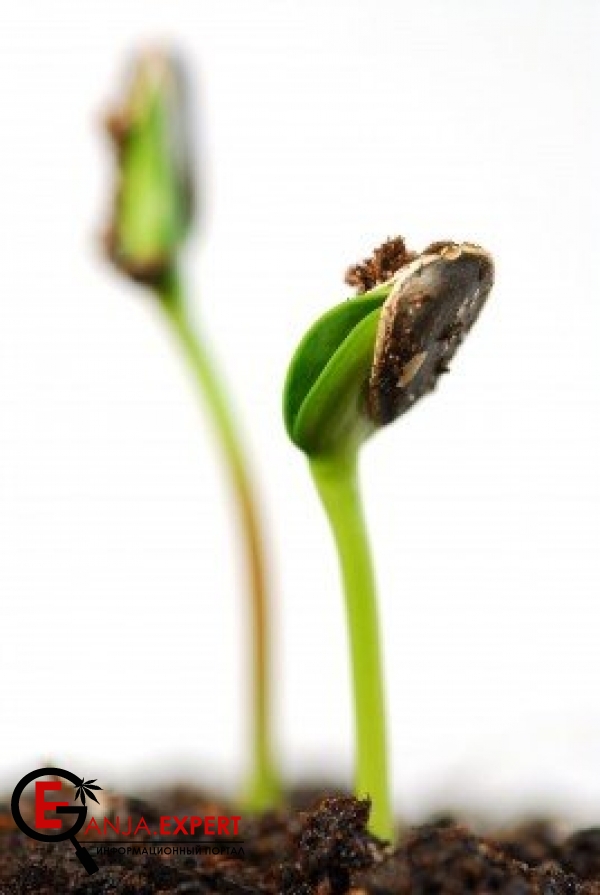 Хорошая помощь семенам конопли при проращивании