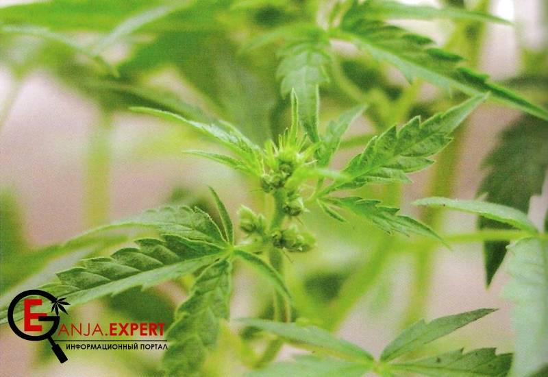 Фото мужского растения из книги «Выращивание марихуаны на органике по методам Сомы»