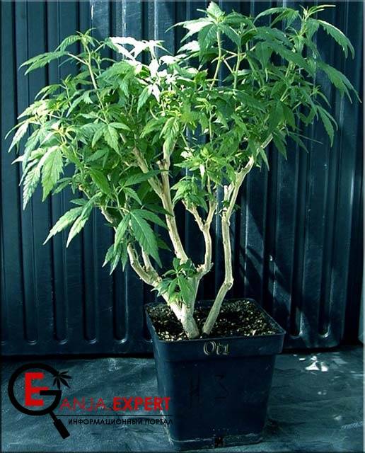 Материнское растение конопли 12 дней спустя после обрезки корней и пересадки