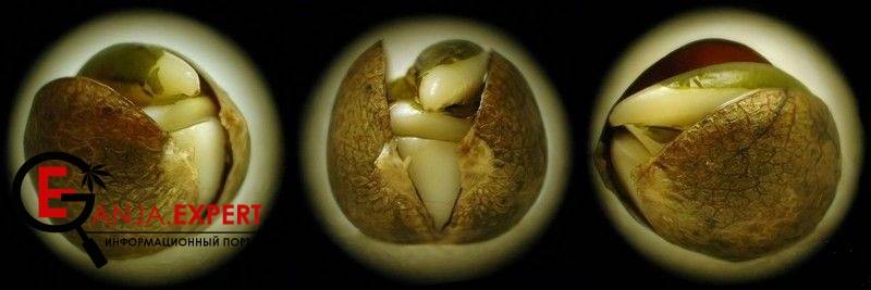 Правильно сохраненные семена каннабиса