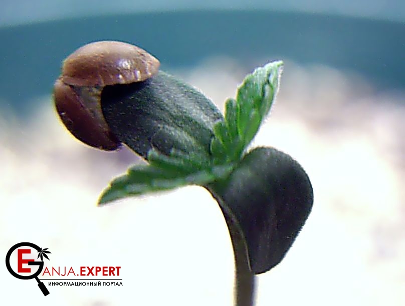 Правильное проращивание семян конопли