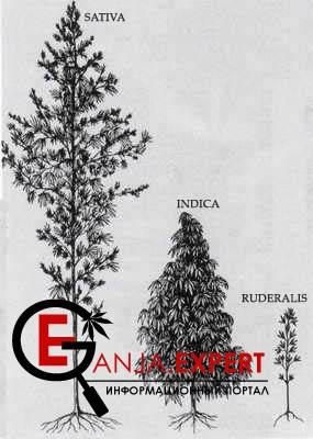 Растения конопли делятся на три вида