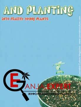 Растительная территория и «поливалки»