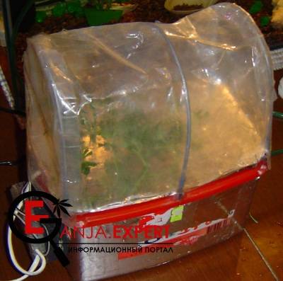 Методика клонирования марихуаны – аэроклонер