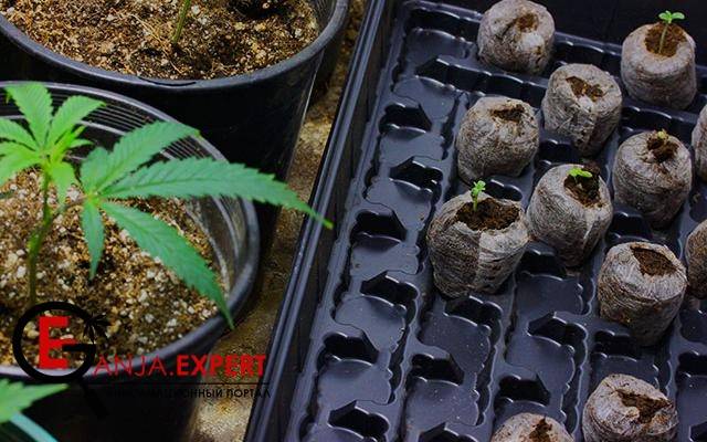 Реально ли сразу перевести укорененные клоны на цветение