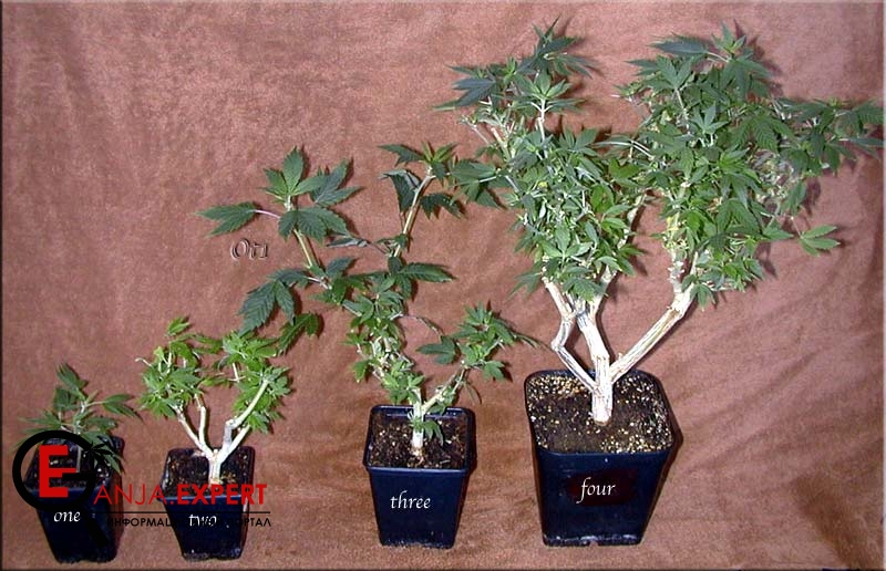 Все стадии роста бонсайного материнского растения конопли