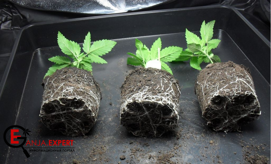 Зачем вообще нужна пересадка конопли