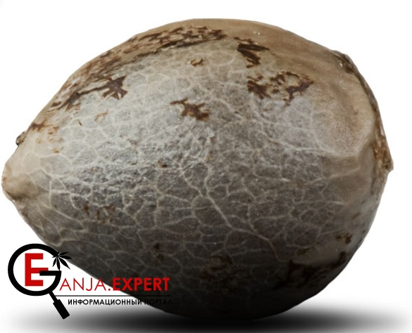 Феминизированные семена конопли на ganja.expert