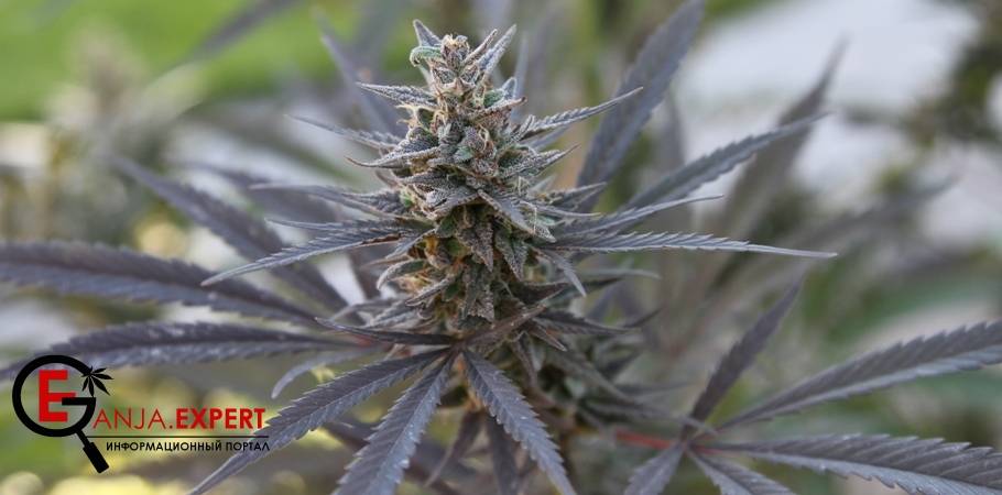 Метод сбора и пролечки конопли – маникюринг