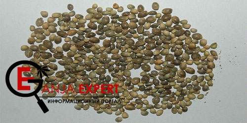 Правильная культивация и посадка семян конопли