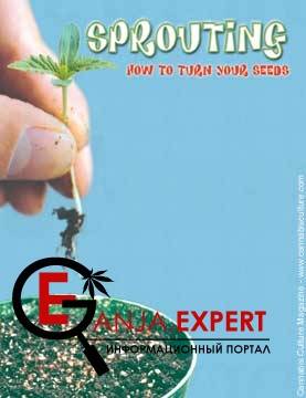 Проращивание семян конопли