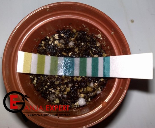 Как измерить кислотность грунта