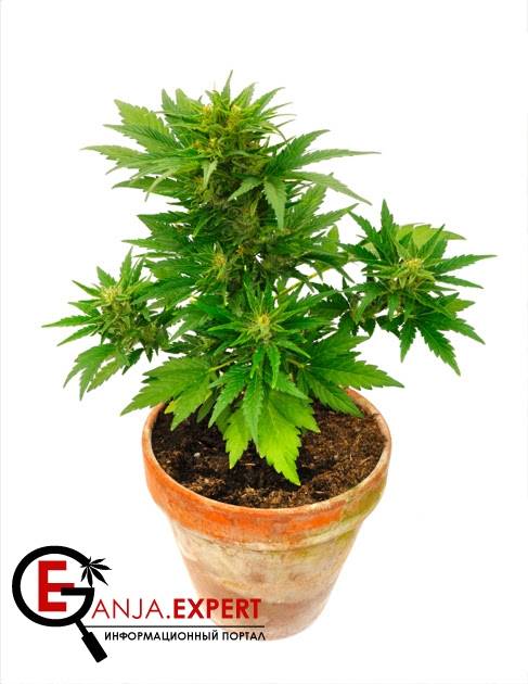 Определение полива конопли методом «поднятия горшка»