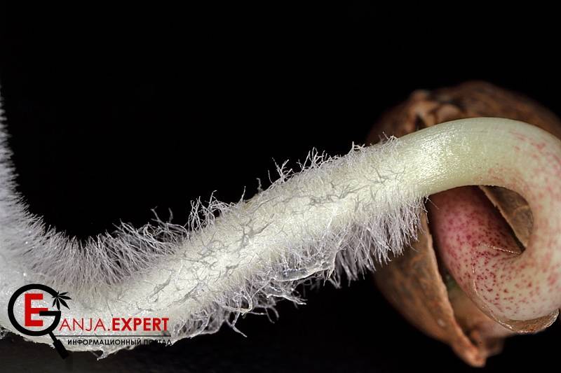 Как проращивать семена конопли методом Х