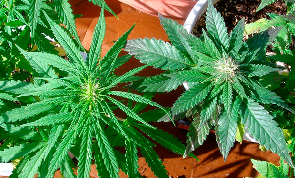 Как выбрать коноплю для посадки?