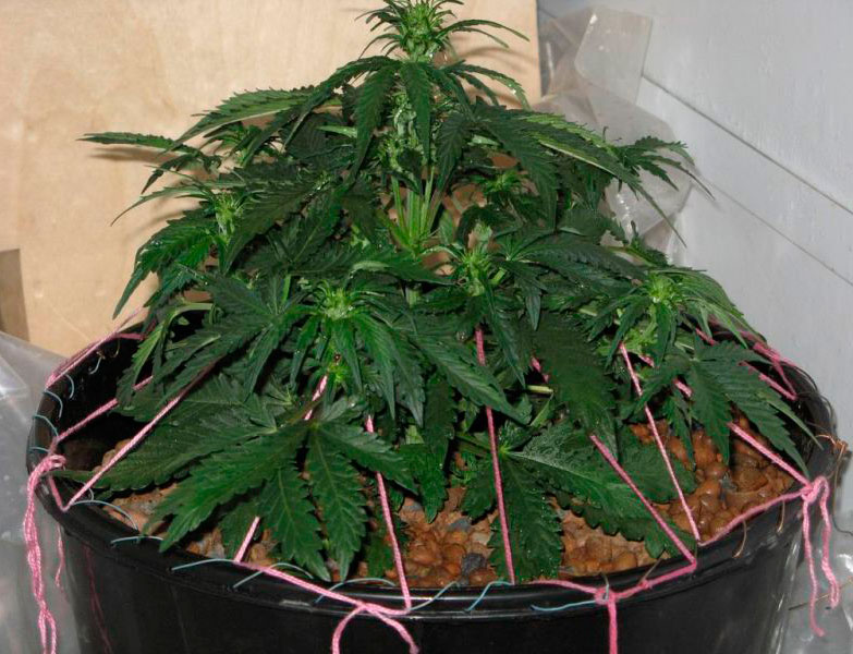 Подвязка конопли