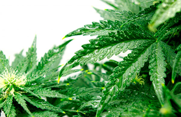 Интересные факты: Химический состав каннабиса