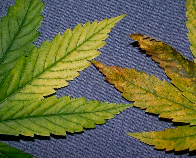 Передозировка удобрениями, варианты лечения растения