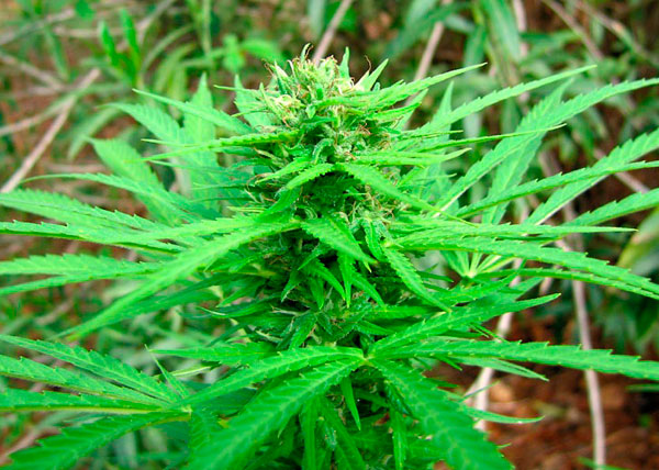 Краткий экскурс в историю конопли