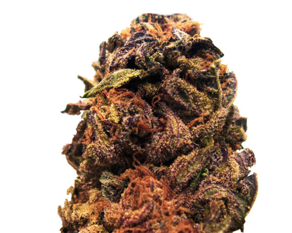 Все о сорте Orange Bud fem