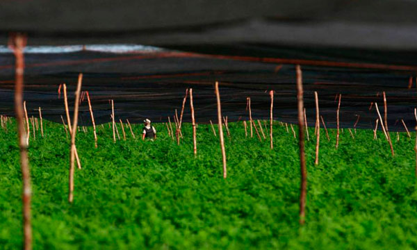 Гроверы–подпольщики используют труд детей-невольников незаконно