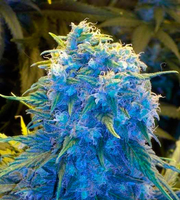 Все о сорте Auto Northern Blue