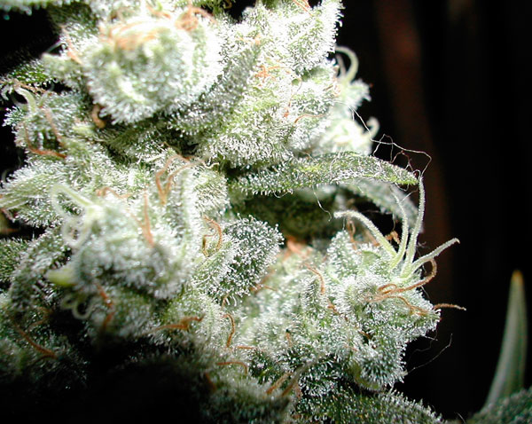 Все о сорте White Skunk #1 fem