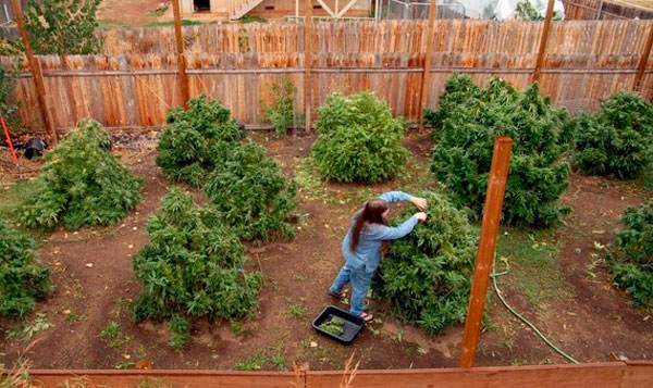 5 необходимых условий для выращивания конопли