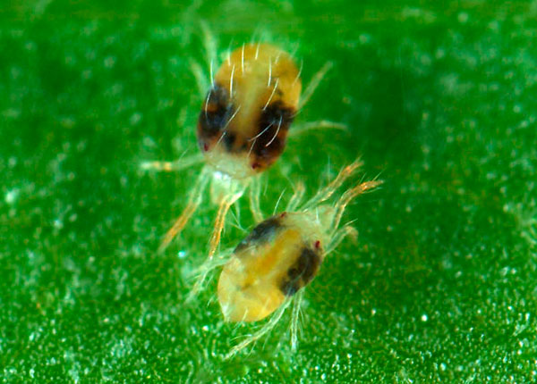 Внимание, опасность: паутинный клещ