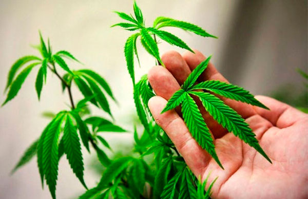 Выращивание медицинской конопли в Мельбурне