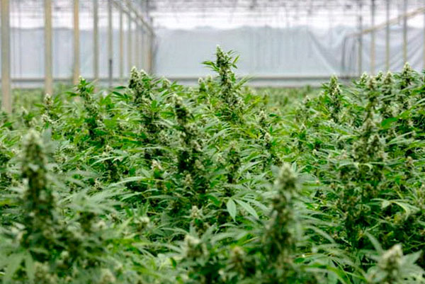 5 необходимых условий для выращивания конопли