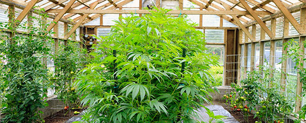 5 необходимых условий для выращивания конопли