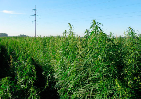 Выращивание медицинской конопли в Мельбурне