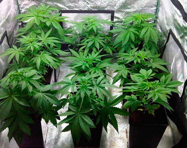 5 необходимых условий для выращивания конопли