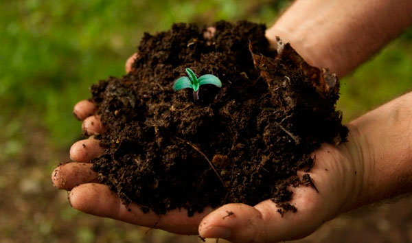 Значение органической суперпочвы для конопляных растений. Часть вторая