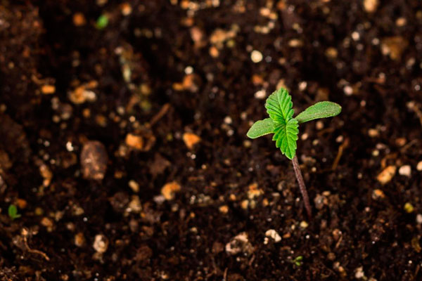 Значение органической суперпочвы для конопляных растений. Часть первая