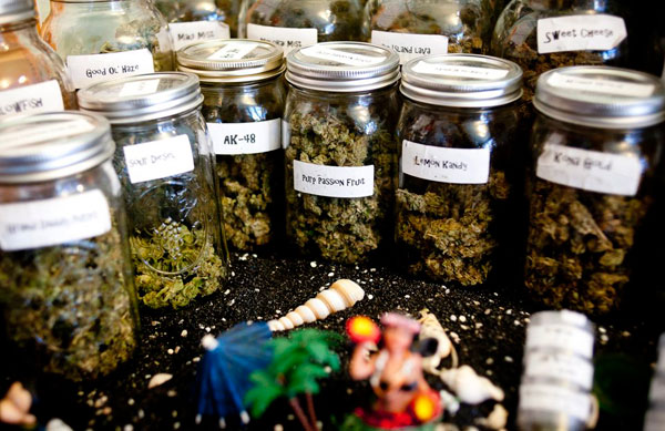 Наука опровергает мифы о марихуане