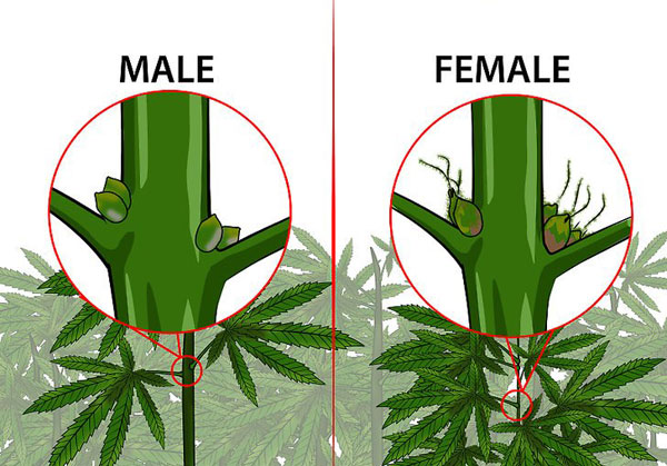 Марихуана мужского пола