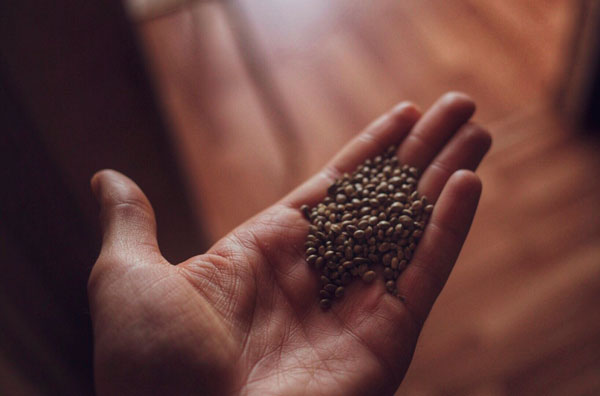 Марихуана - природное средство от заболеваний кожи