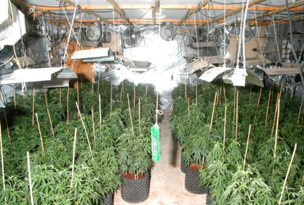 Плюсы и минусы выращивания конопли в открытом и закрытом грунте.