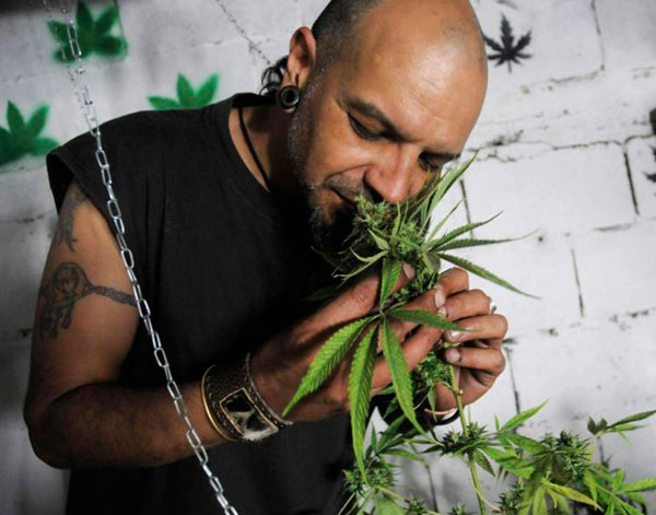 Марихуана в нашем организме