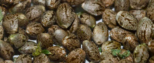 Как сохранить всхожесть семян каннабиса