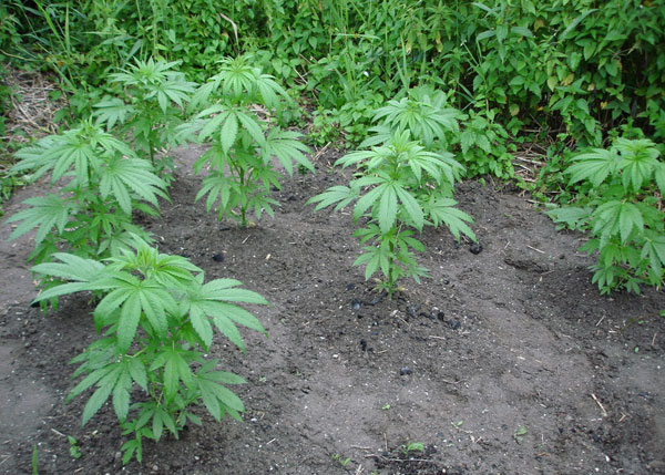 Плюсы и минусы выращивания конопли в открытом и закрытом грунте.