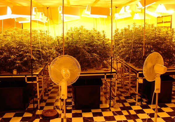 Плюсы и минусы выращивания конопли в открытом и закрытом грунте.